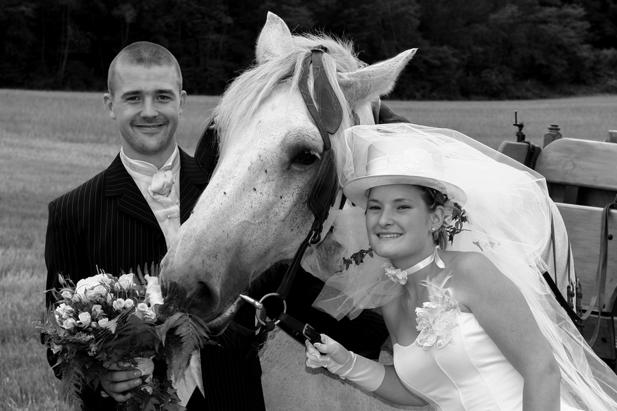 cheval avec les mariés